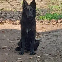 سگ شرمن بلک شولاین اصل با رگ خونی بالا|سگ|طاهرگوراب, |دیوار