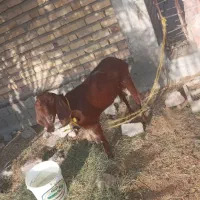 بز گیسه شیری جوان یک زه دقلوزا ابستن
