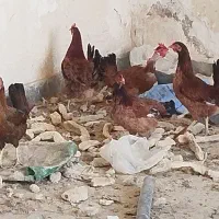 مرغ وخروس محلی اصل|حیوانات مزرعه|باوی, |دیوار