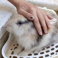 خرگوش نژاد لوپ|موش و خرگوش|قم, باجک سه|دیوار