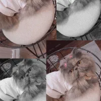 آماده جفتگیری