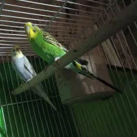 مرغ عشق 5تخم