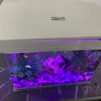 آکواریوم شیشه خم|ماهی|کرمانشاه, |دیوار