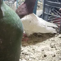 طوقی|پرنده|نرماشیر, |دیوار