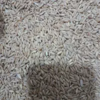 گندم دیمی درشت و رقم باران