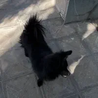 سگ پامر|سگ|بم, |دیوار