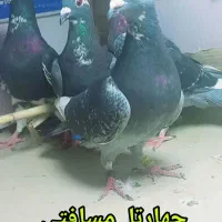 چهار تا مسافتی