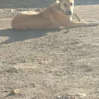 توله ماده سرابی