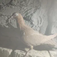 ماده کارل مولیمنز|پرنده|تربت‌حیدریه, بالا ولایت|دیوار