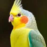 عروس هلندی