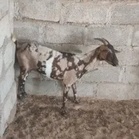 بز کاموری با بز سومال|حیوانات مزرعه|مهرستان, |دیوار