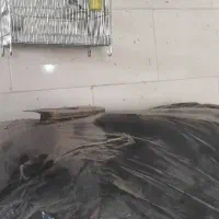 سره نر|پرنده|اصفهان, جلوان|دیوار