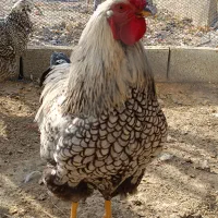 خروس ویاندوت|حیوانات مزرعه|کرج, حیدرآباد|دیوار