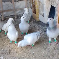 کفتر گمشده تربت حیدریه