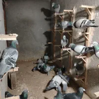 20 حیون زد و خوردی سبز و پولک|پرنده|مشهد, گلشور|دیوار