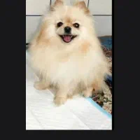 سگ معاوضه با دسته کبوتر