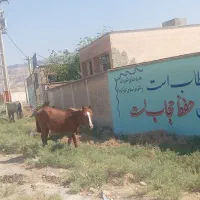 اسب نریان نژاد دار
