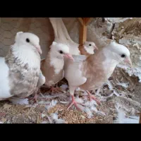 طاووسی کله سینه ساده توقی المانی|پرنده|مشهد, فاطمیه|دیوار