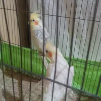 جفت عروس هلندی