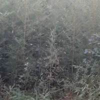 نی خیزران یا بامبو|گل و گیاه طبیعی|لاهیجان, لیل|دیوار