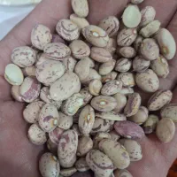 لوبیا چیتی درجه 1  قیمت کیلویی 340 تومن
