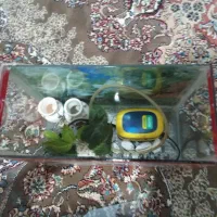 آکواریوم|ماهی|سقز, |دیوار