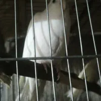 مرغ عشق انگلیسی و عروس هلندی آلبینو