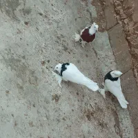 کبوتر طوقی|پرنده|کشکسرای, |دیوار