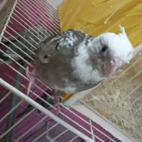 فروش یک جفت عروس هلندی|پرنده|گلبهار, شهر جدید گلبهار|دیوار