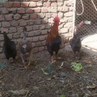 مرغوخروس محلی