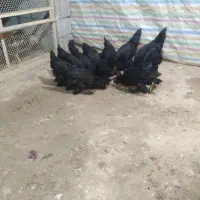 جوجه مرند سیاه|حیوانات مزرعه|تبریز, |دیوار