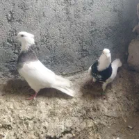 طوقی|پرنده|تویسرکان, |دیوار