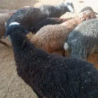 بره فروشی|حیوانات مزرعه|فرمهین, |دیوار