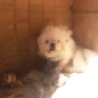 پیکینینزشیتزوی نر|سگ|مرزن‌آباد, |دیوار