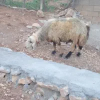 مال درجه یک