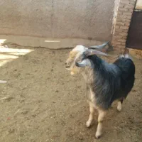 فروش چپش نربزی۲۵۰۰۰۰۰۰۰