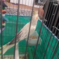 عروس هلندی