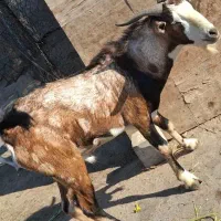 ۳ عدد کهره داشتی