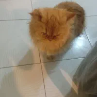 گربه پرشین واگذاری