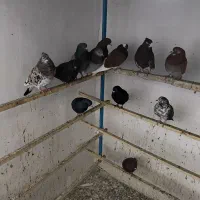 کبوتر پری|پرنده|پیرانشهر, |دیوار