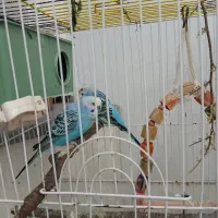 مرغ عشق نر و ماده سالم باهم با قفس|پرنده|بندر انزلی, آخرخط|دیوار