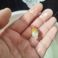 ماهی مولی بالن|ماهی|قم, شهرک مهدیه|دیوار