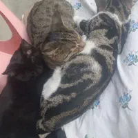 گربه مادر با دو توله هاش رایگان واگذار میشن