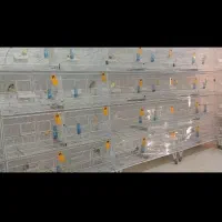 قناری سالن پرورش  رشت