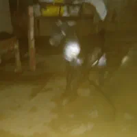 بزغاله شیری نر