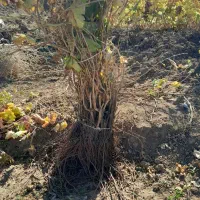 فروش نهال انگور ریشه لخت دوساله|خدمات باغبانی و درختکاری|خرمدره, |دیوار