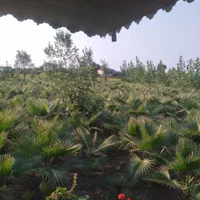 زمین ۱۰۰۰ متری-۴۰متر بنا-چاه اب-دور فنس-۶۰۰عددنهال|فروش زمین و ملک کلنگی|رودسر, |دیوار
