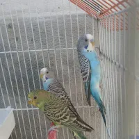 یک جفت مرغ عشق  با قفس