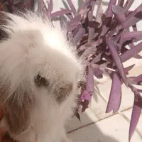 خرگوش لوپ هلندی|موش و خرگوش|شاهرود, |دیوار