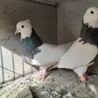 یه جفت طوقی اصل کرمانشاهی